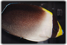 Singapore Angelfish